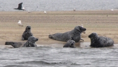 Ujście Wisły do Bałtyku (Przekop Wisły) - foki