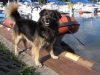Bosman 2011